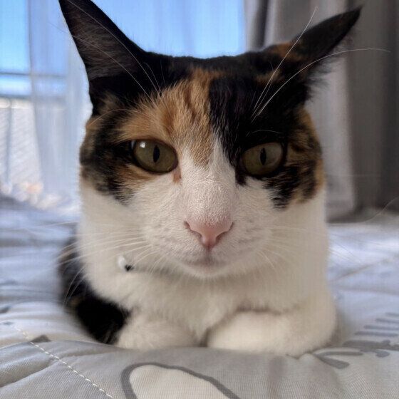 香箱座りのキジトラ猫