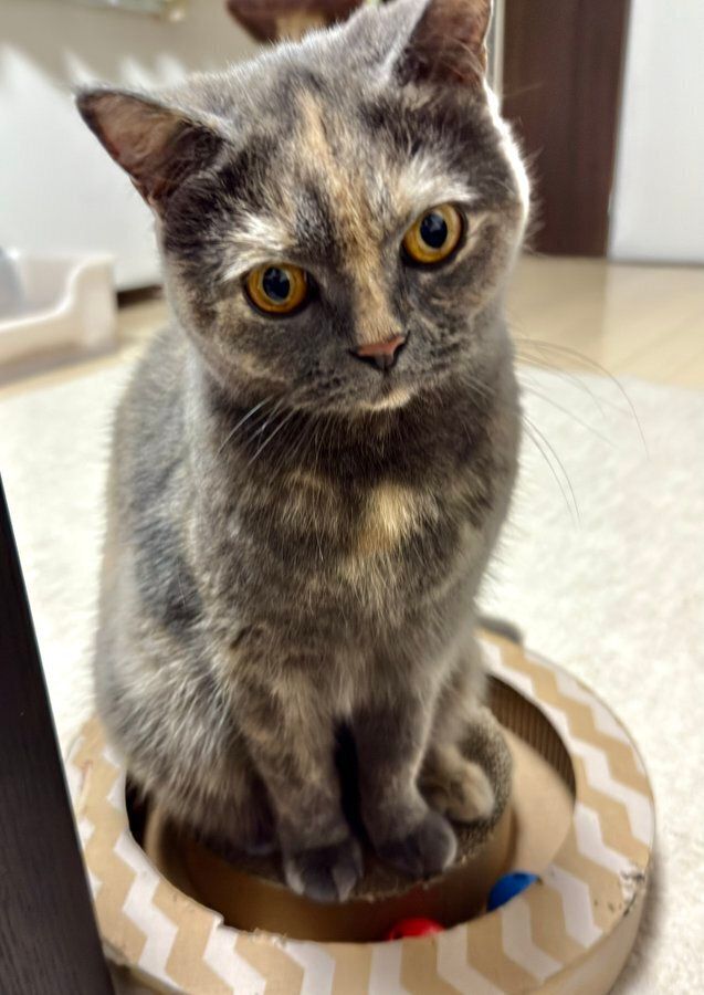 首を傾げているブリティッシュショートヘア