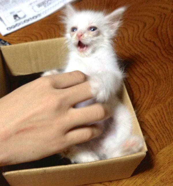 保護当時のネムちゃん