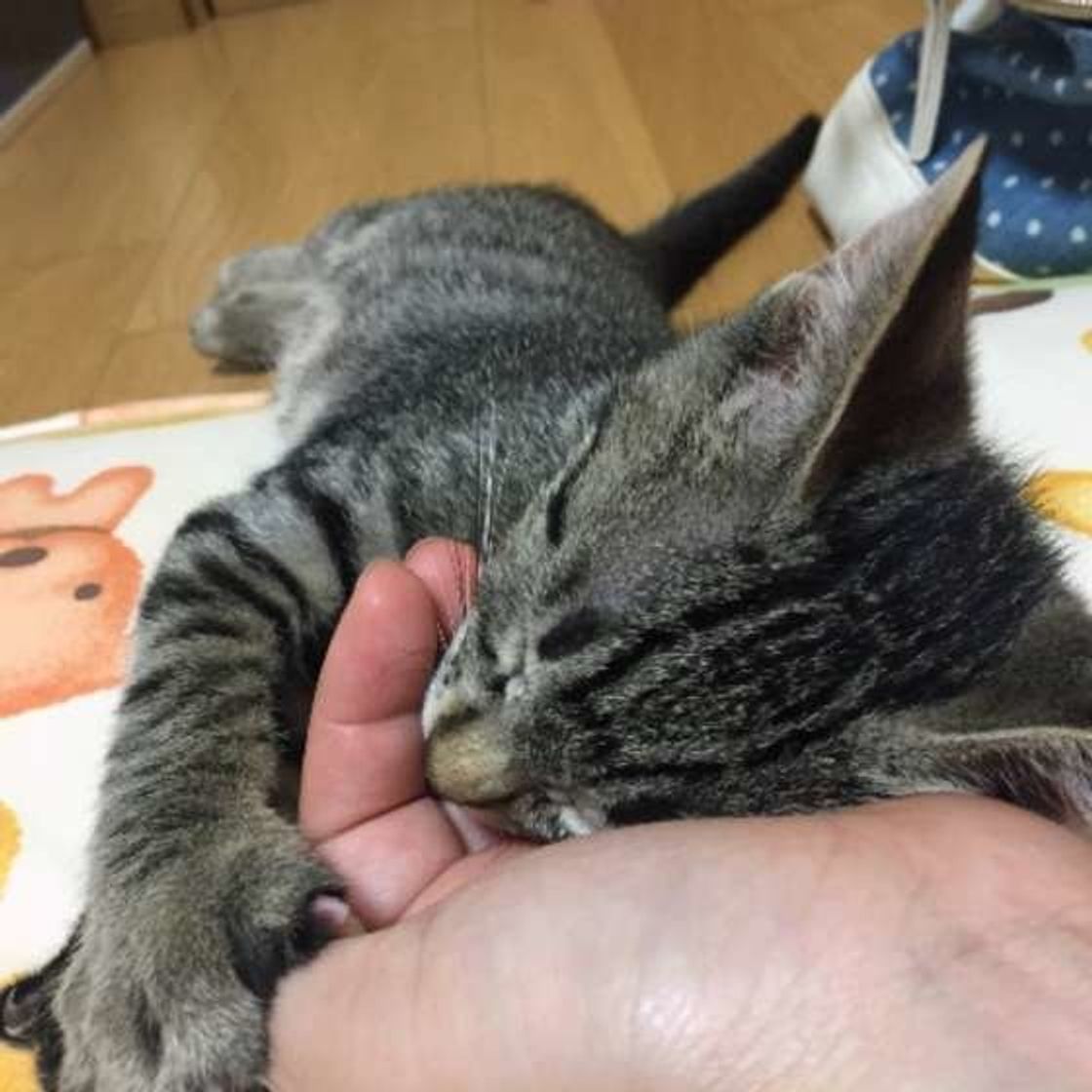 態度変えすぎ 猫がイケメン 美女の前で見せた 甘え方 とは ねこのきもちweb Magazine 態度変えすぎ 猫がイケメン 美女の前で見せた 甘え方 とは ねこのきもちweb Magazine