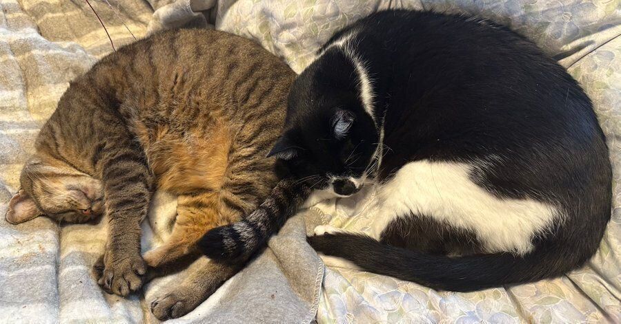 眠るさくらちゃんとてんてんくん