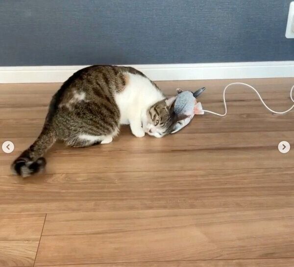 スリスリするあずきちゃん
