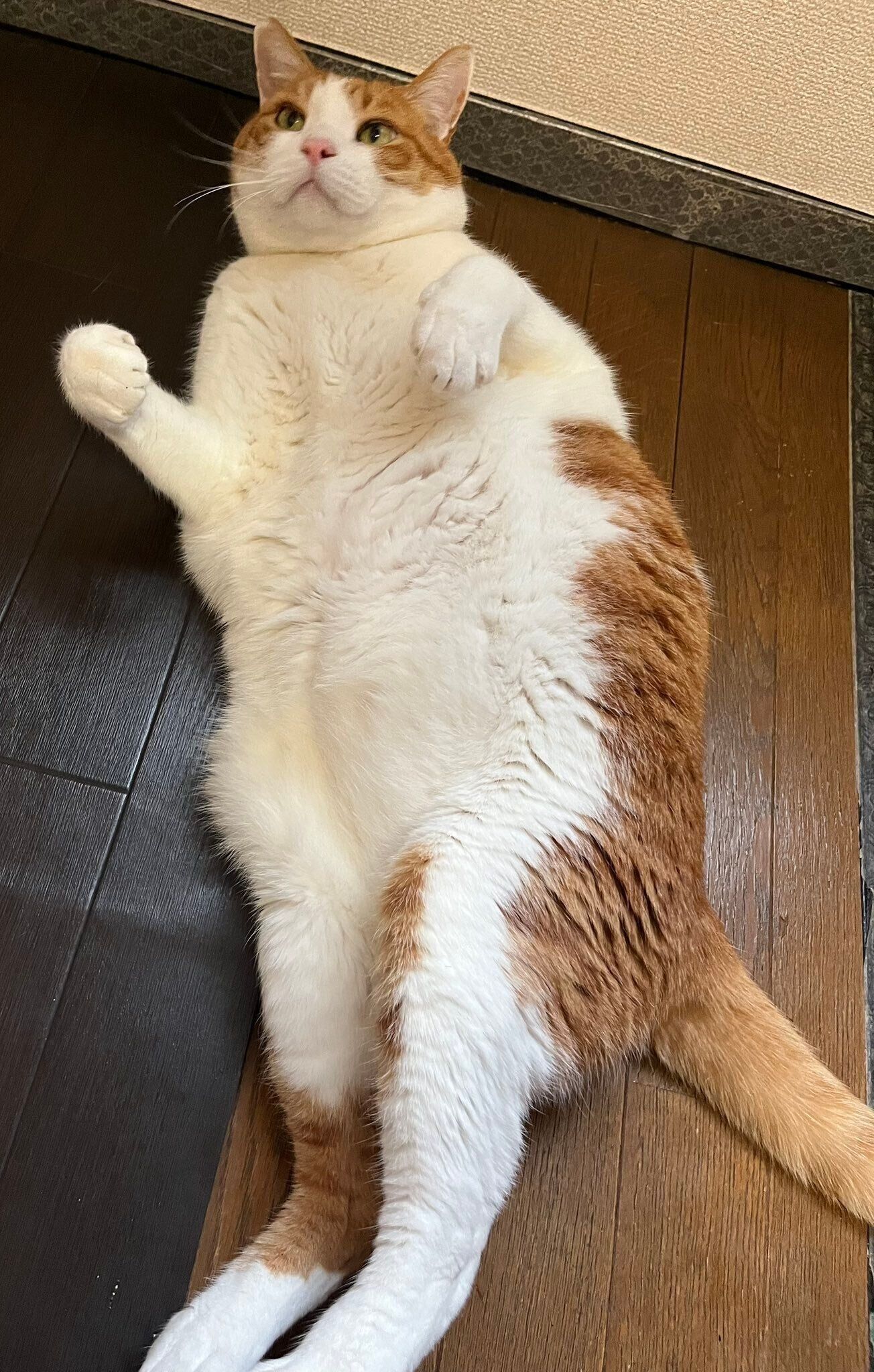 床に寝転ぶ猫