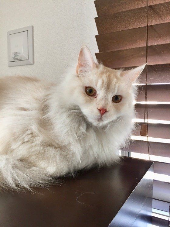 美しい長毛が魅力的な メインクーン その特徴は ねこのきもちweb Magazine