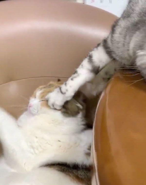 モモちゃんにマッサージするハルちゃん