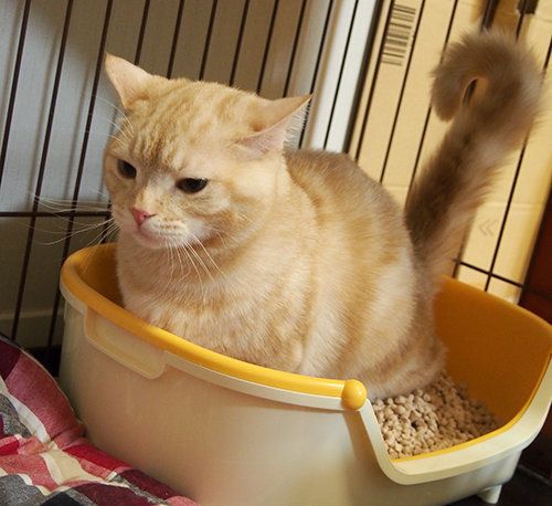 マンチカンぷーちゃん