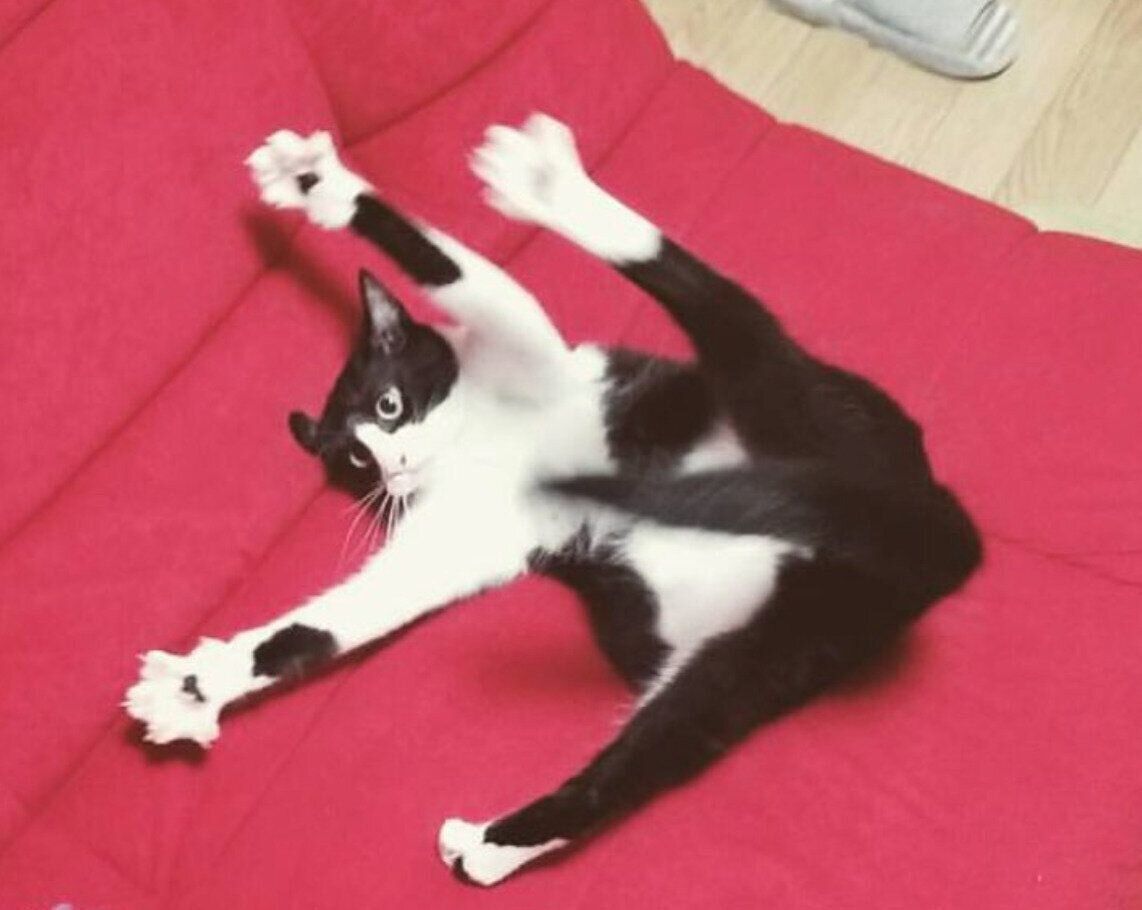 生後半年のころに撮影したロキくん