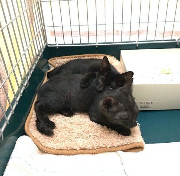 お迎え当時のノワちゃん、グリくん