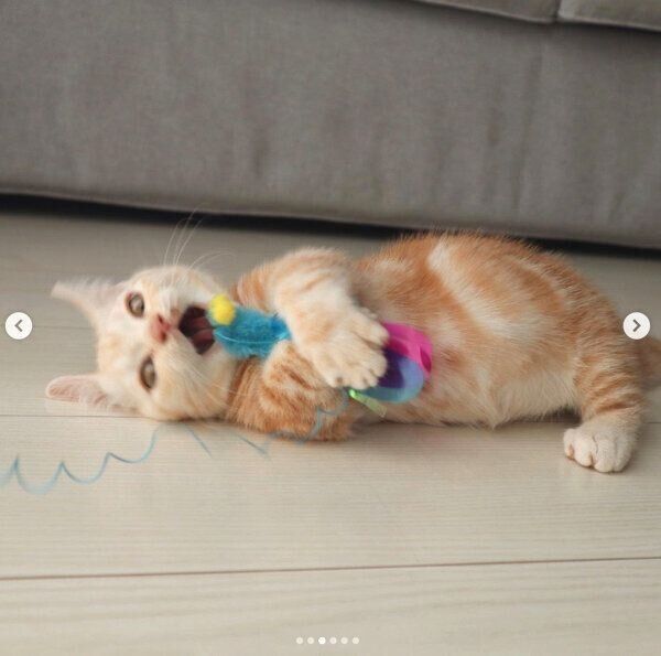 猫じゃらしで遊ぶきなこくん