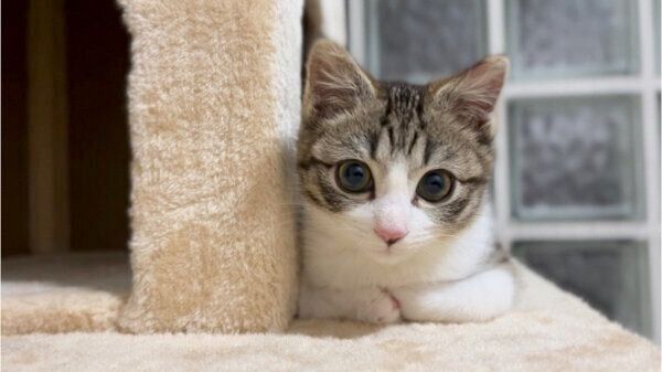 見つめるつくしちゃん