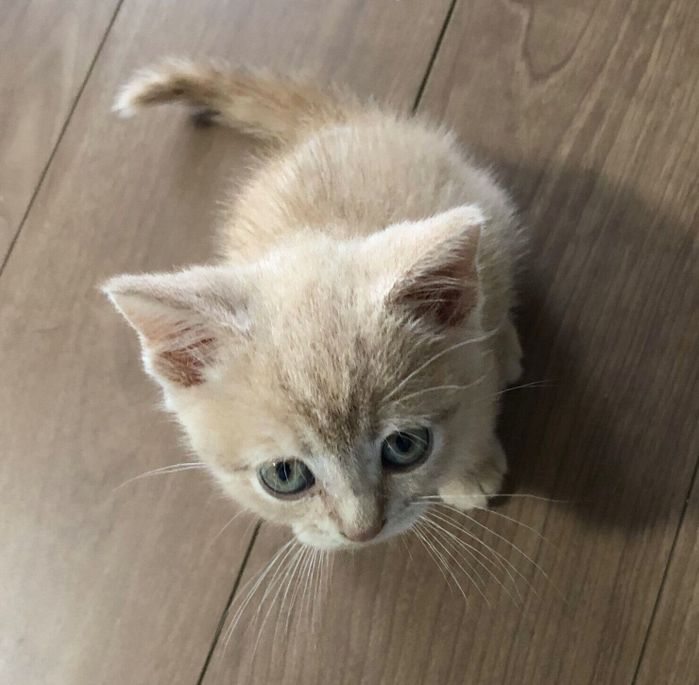 生後2カ月のころに撮影したつなくん