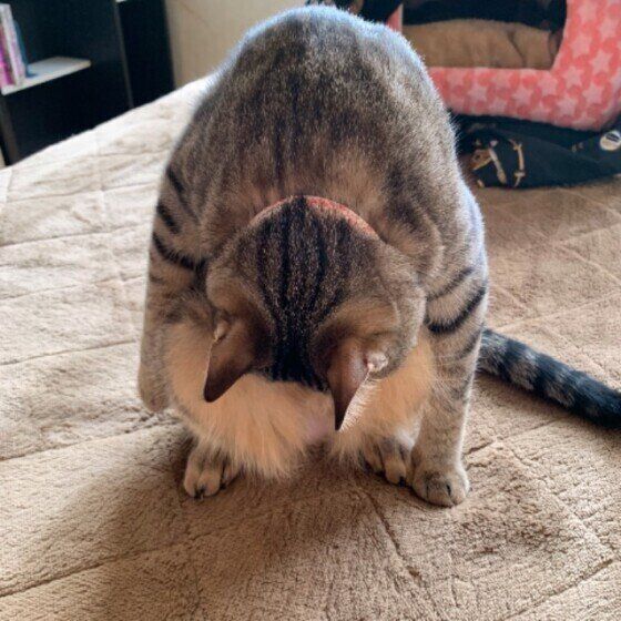 MIXキジトラ あまねちゃん