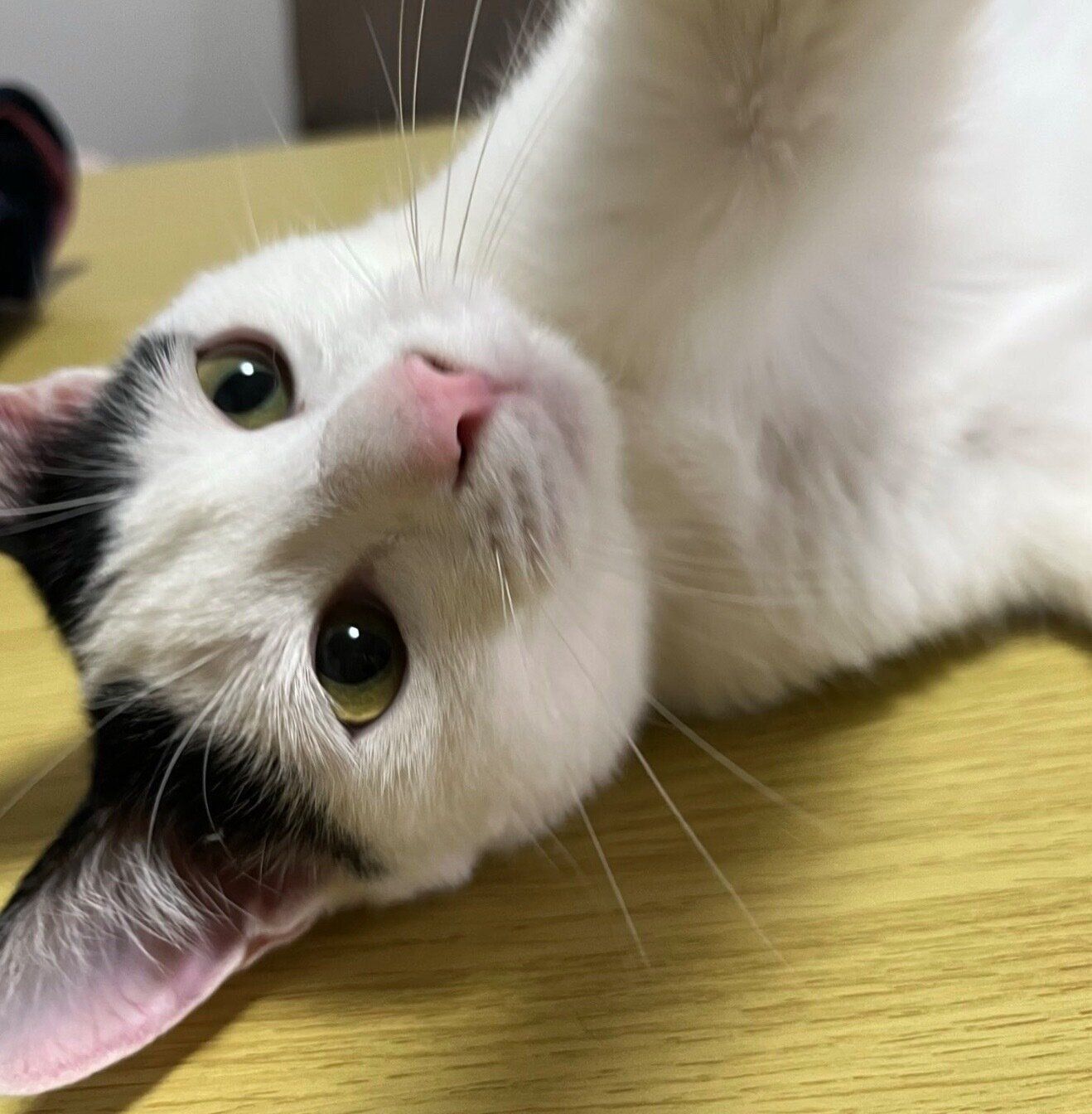 寝転がるパインちゃん