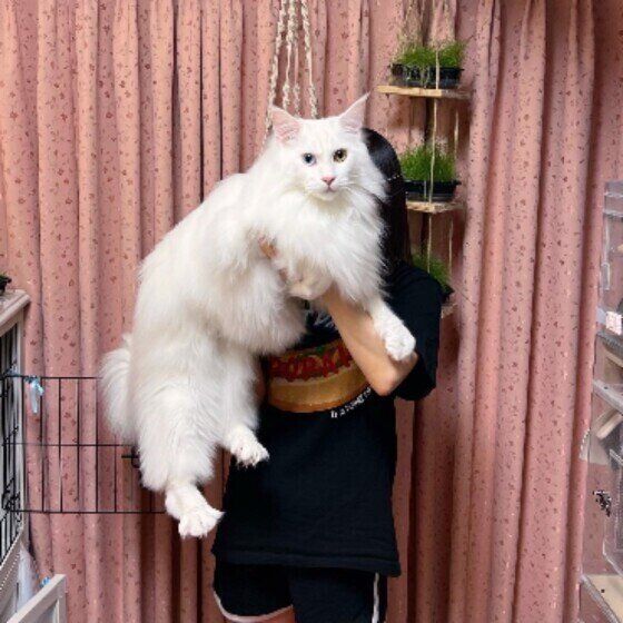 メインクーンのククルちゃん