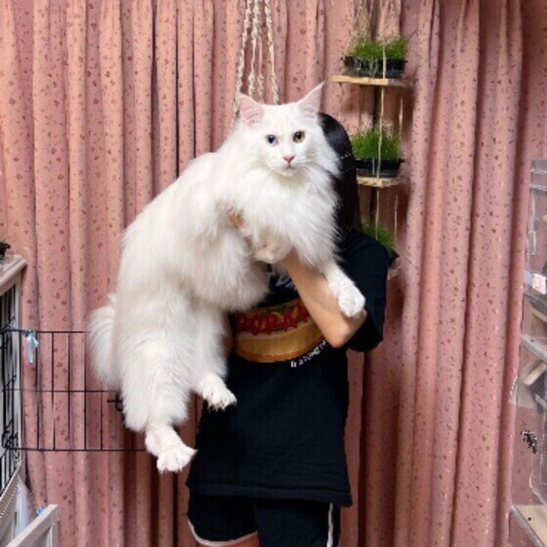 大きな体が魅力の猫 メインクーン 憧れの猫の特徴や飼い方は ねこのきもちweb Magazine 大きな体が魅力の猫 メインクーン 憧れの猫の特徴や飼い方は ねこのきもちweb Magazine