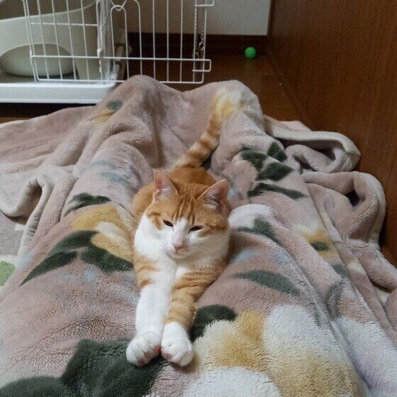 Mix（茶トラ）のたこくん♪