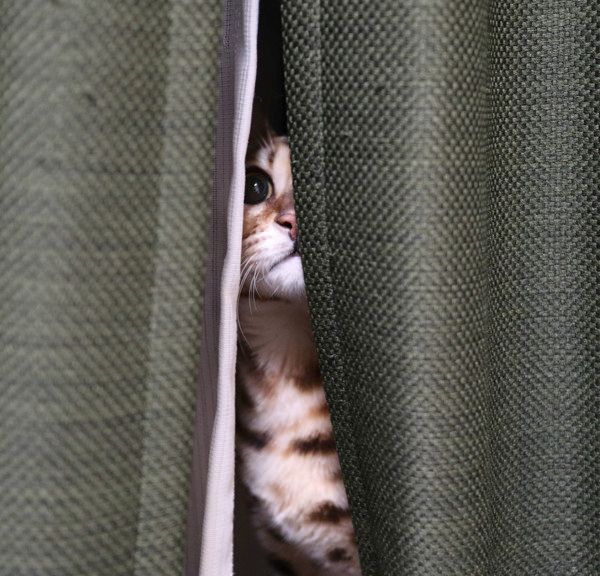 カーテンの後ろから監視する猫