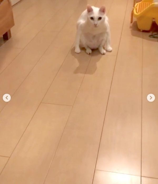 変な座り方をする白猫