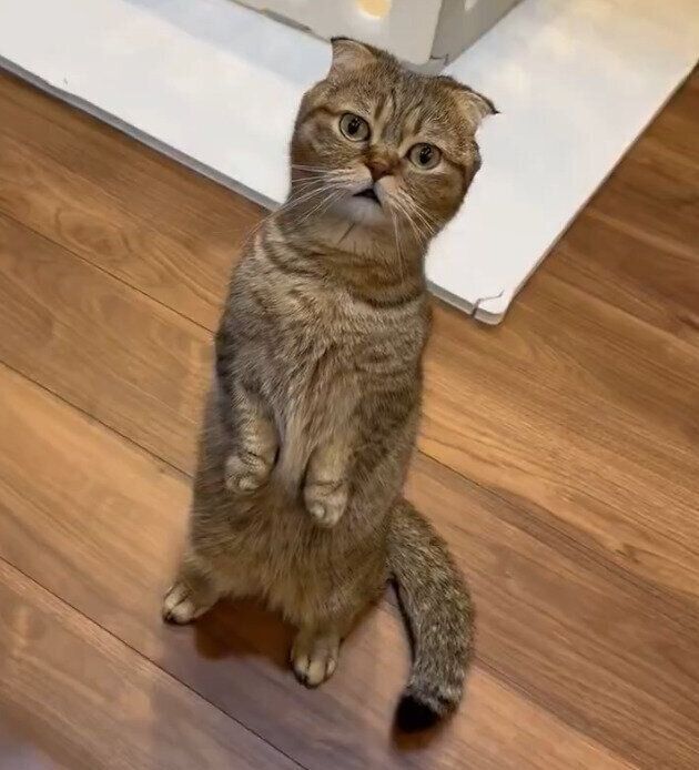 2本足で立つたぬ吉くん