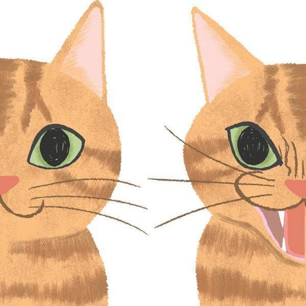 猫の激怒症候群