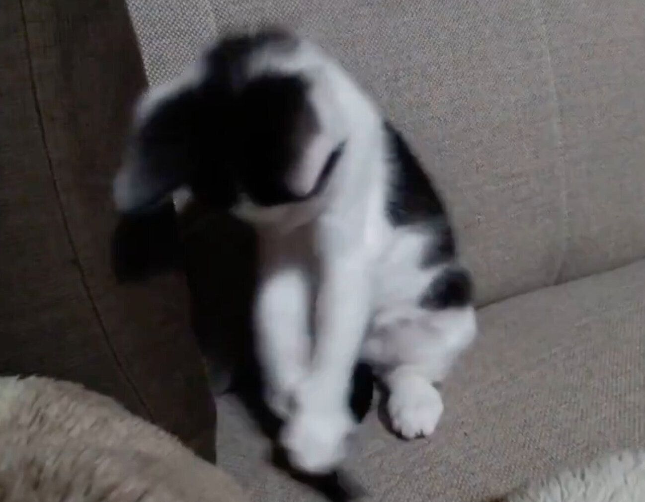 生後1カ月半のころのロクくん