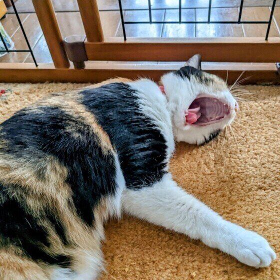 大きなあくびをしている三毛猫