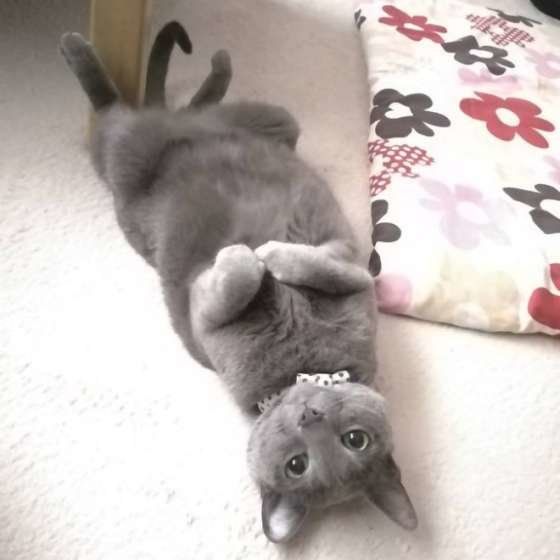 パッチリお目目のチロちゃん