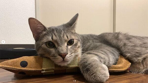 見つめるドラちゃん