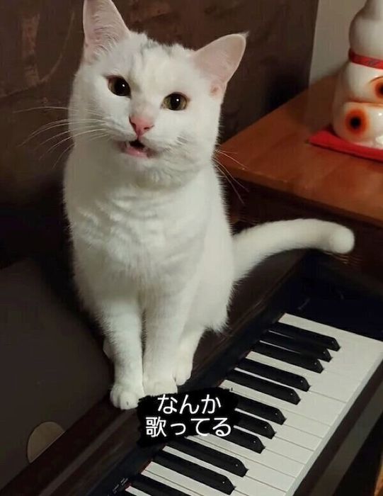 鳴くだいふくくん