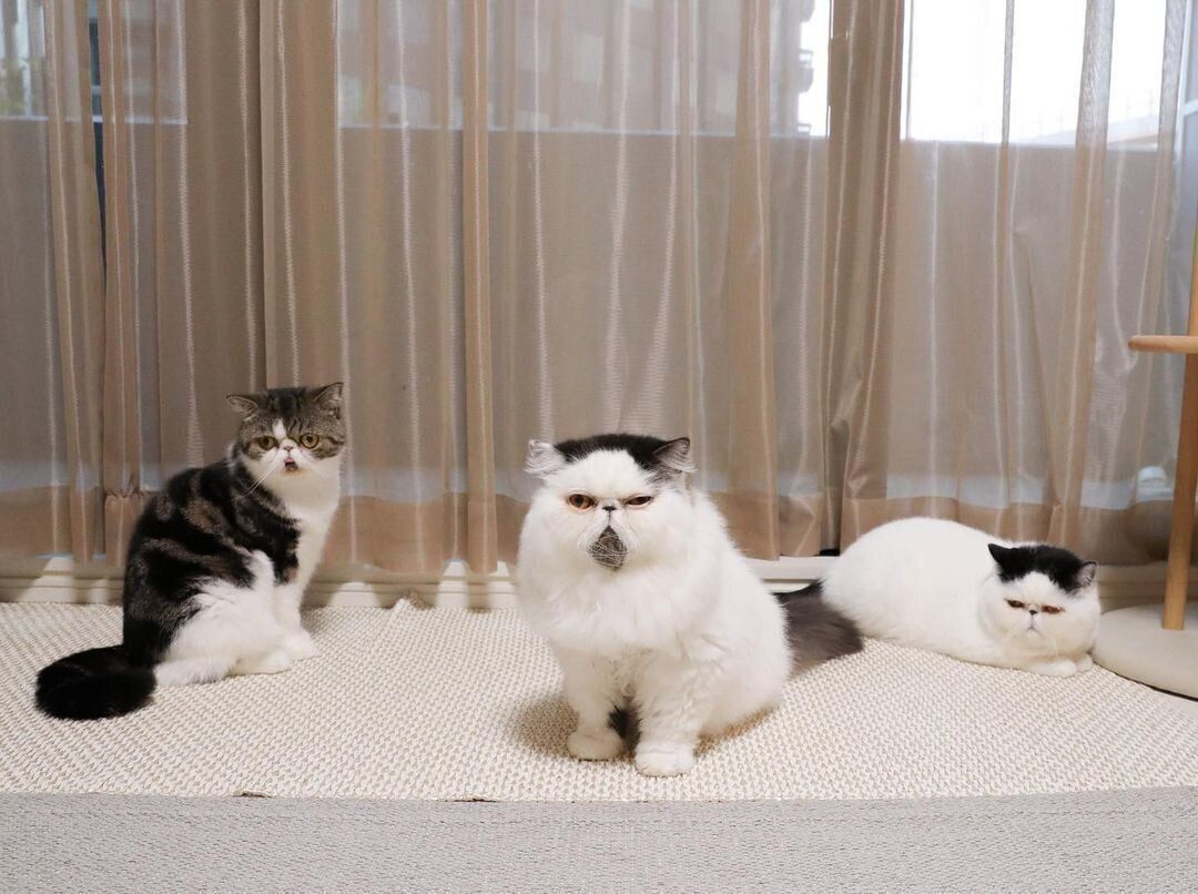 ぽっこちゃん、ずーちゃん、ぷっちゃん