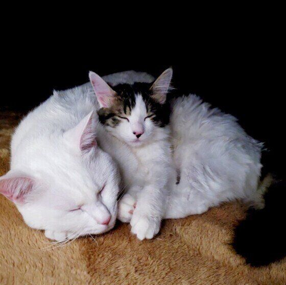 白猫のシロちゃんたち