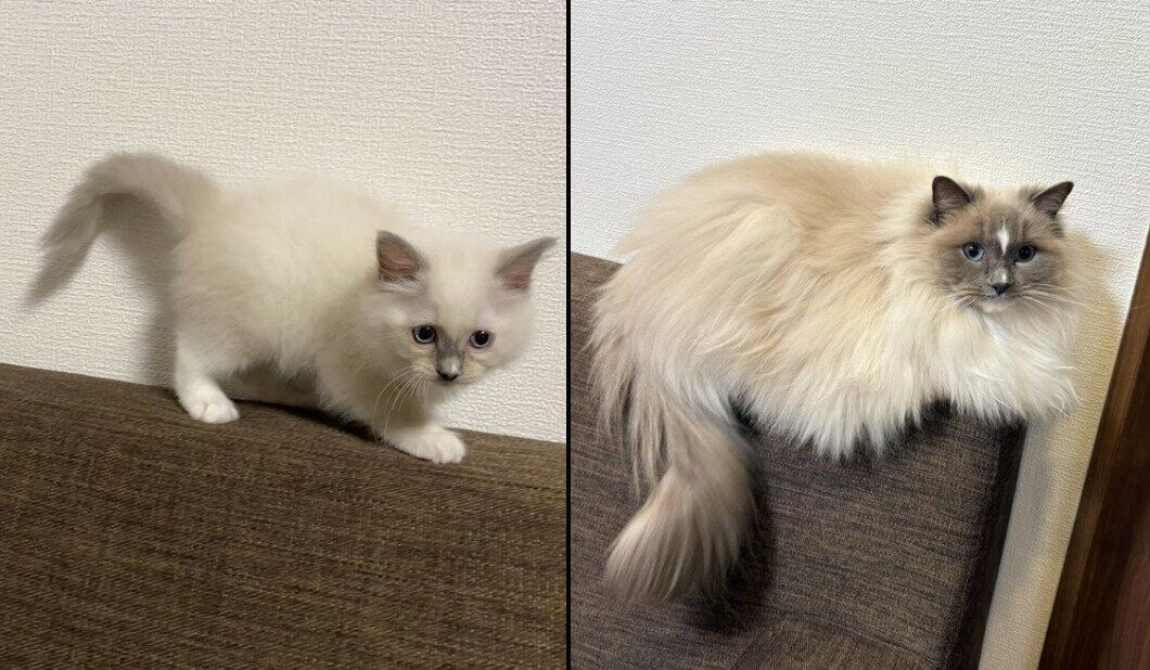 カビちゃんの成長ビフォーアフター