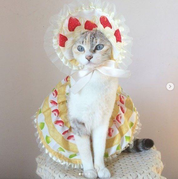 スイーツのファッションをした猫