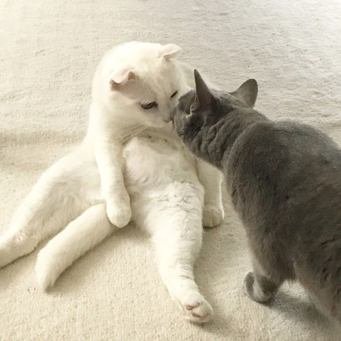 診断付き あなたの愛猫は 末っ子 系猫 4つのトリセツをマスターせよ ねこのきもちweb Magazine 診断付き あなたの愛猫は 末っ子 系猫 4つのトリセツをマスターせよ ねこのきもちweb Magazine