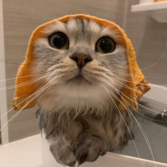 ミヌエットのそら君