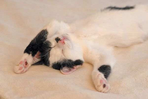 バンザイポーズの猫