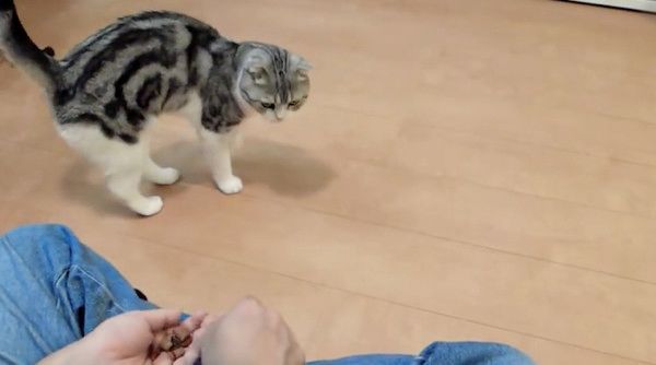 スゴ技を披露する猫