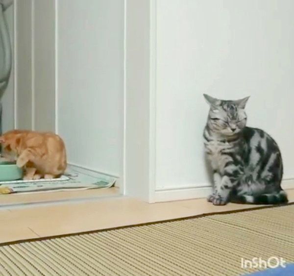 どっきり大作戦を実行するアメリカンショートヘア