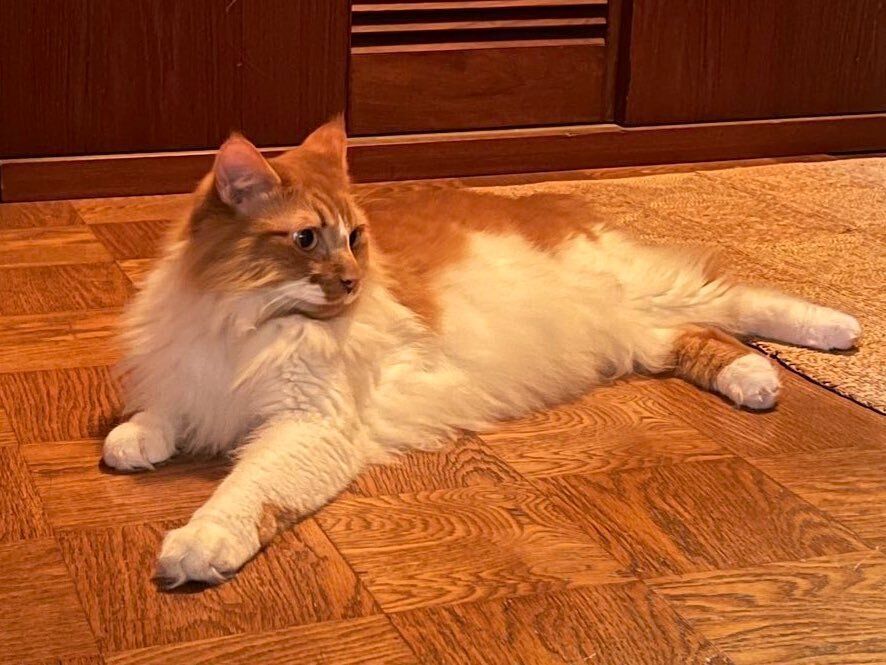 床でくつろぐ4才の猫