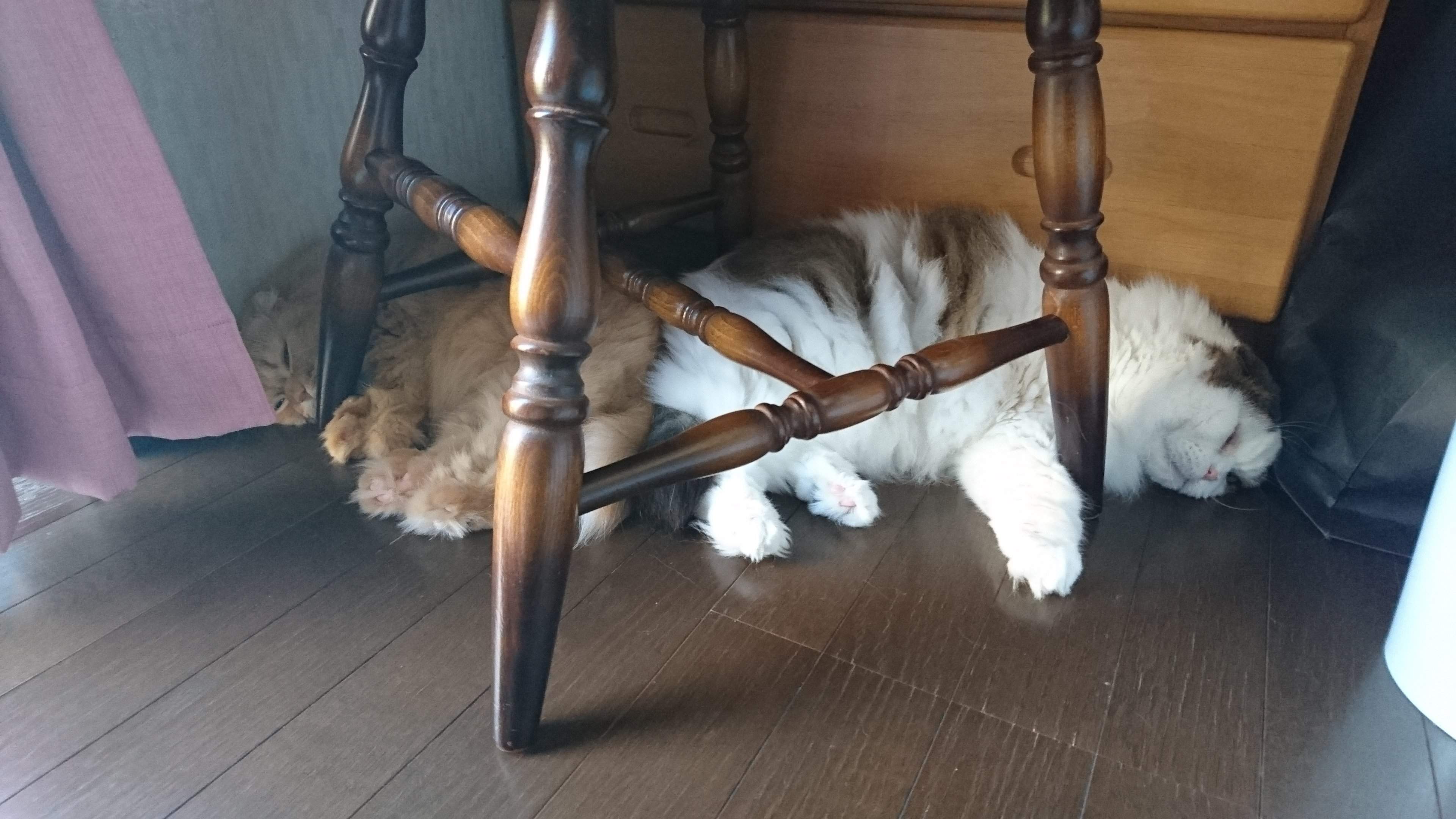 もふもふスコタン　写真