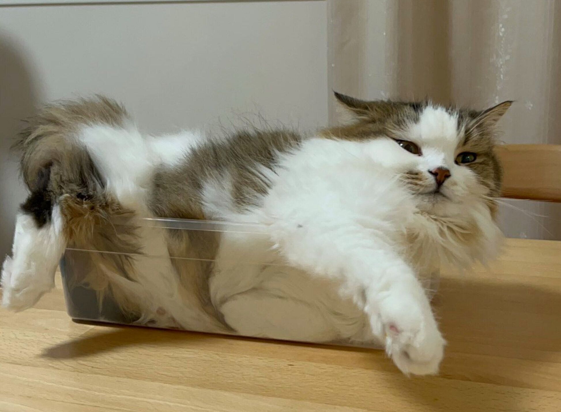 箱に入るこむぎくん