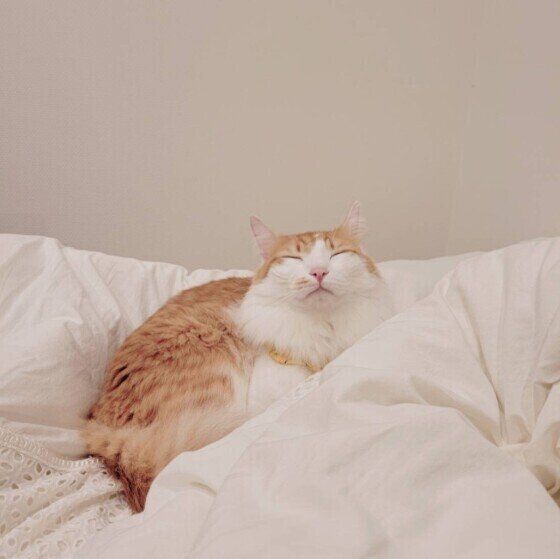 ベッドが大好きな茶白ミックスのゆずくん