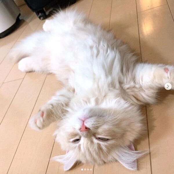 バンザイ寝するモニくん