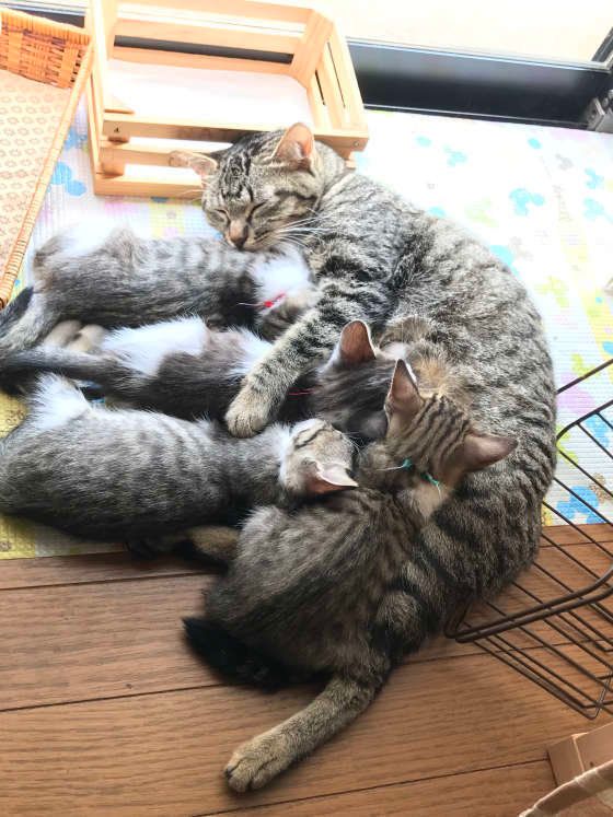 おっぱい飲む子猫と母猫