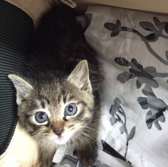 キャリーケースの中にいるキジトラの子猫