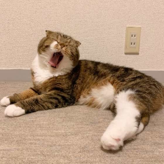 肉球 後頭部 おしり 猫の好きな部位 ランキングの第1位はアレだ ねこのきもちweb Magazine