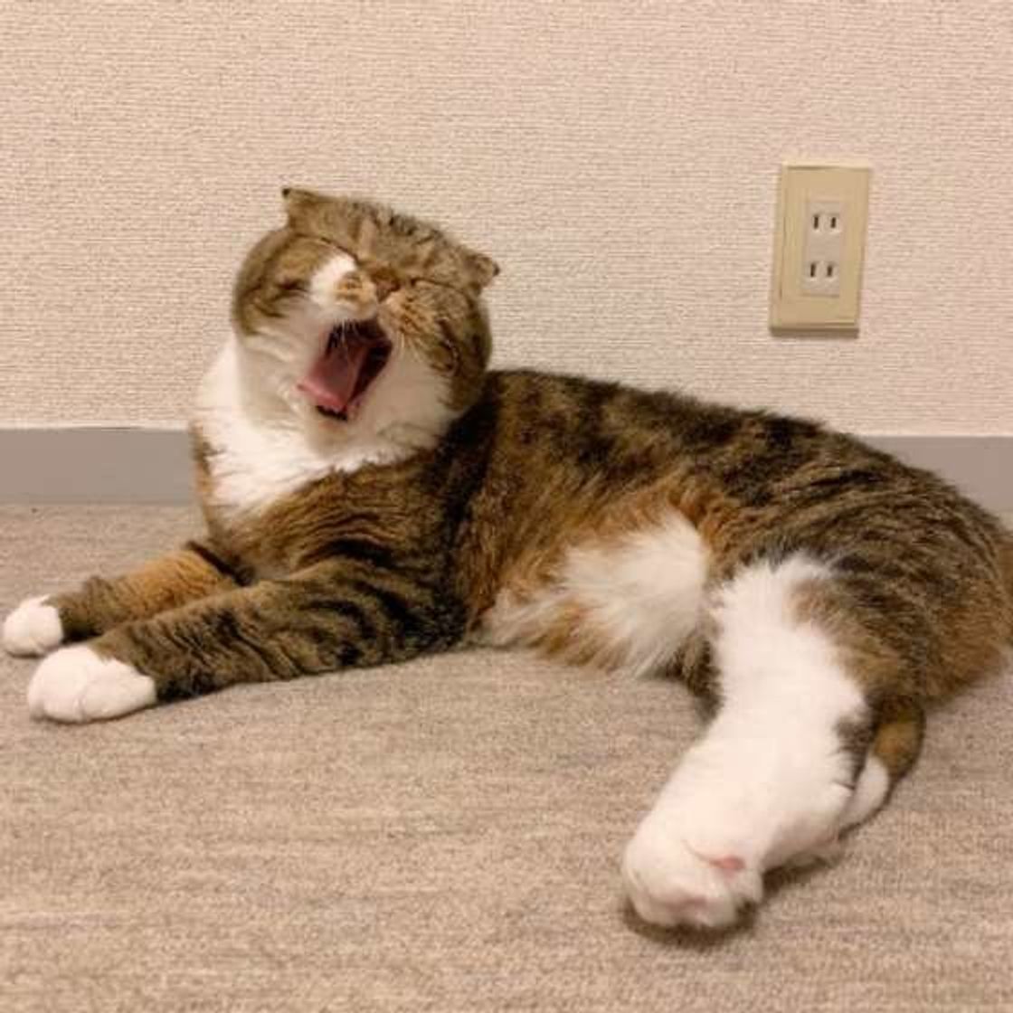 肉球 後頭部 おしり 猫の好きな部位 ランキングの第1位はアレだ ねこのきもちweb Magazine 肉球 後頭部 おしり 猫の好きな部位 ランキングの第1位はアレだ ねこのきもちweb Magazine