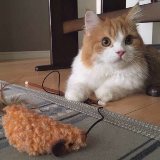 むぎくん  スコティッシュフォールド・ロングヘア