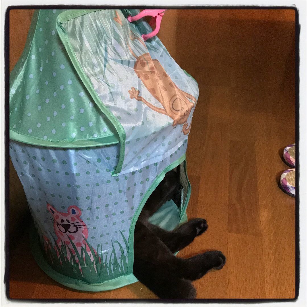 テントから足がはみ出ている猫