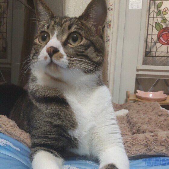 毛布とヒンヤリクッションの使い分ける猫